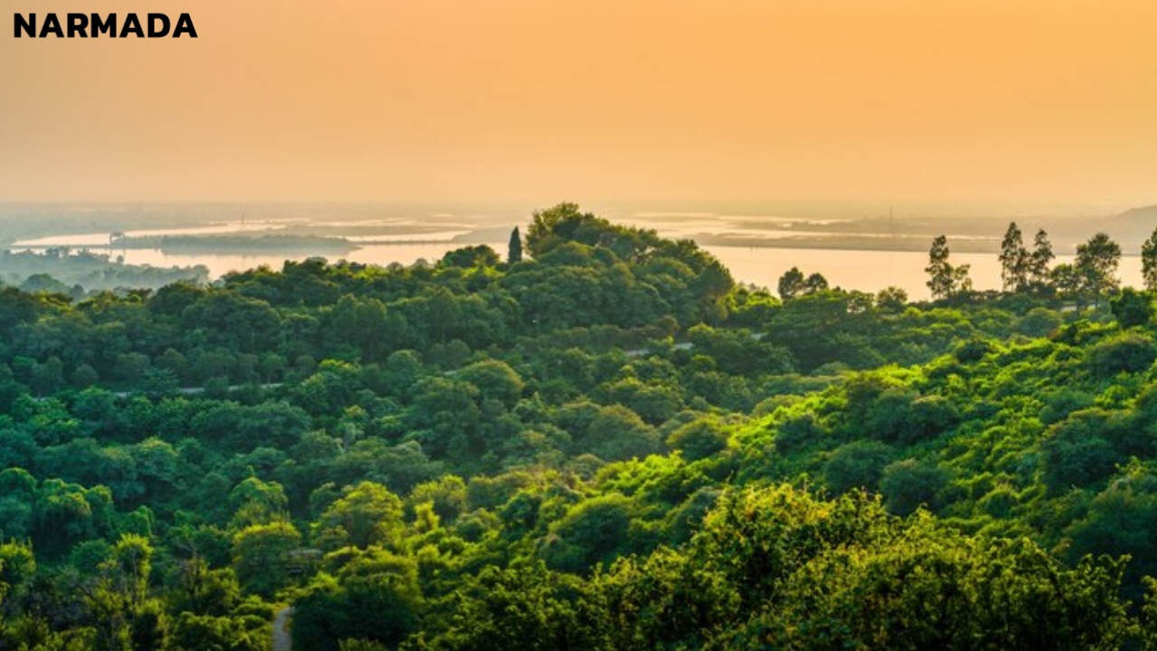 Amazon forest